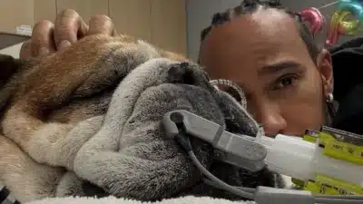 Cão de Hamilton em coma após parada cardíaca; piloto lamenta: “Não sabemos se vai acordar”