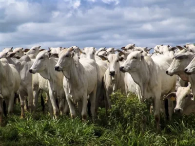 O setor agrícola é o principal responsável pelas emissões de gases de efeito estufa no Brasil, segundo alerta da organização Greenpeace