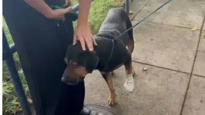 Cachorro baleado e “jurado de morte” é resgatado no RJ após socorro urgente
