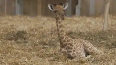 Filhote de girafa nasce em zoológico de Paris: espécie em perigo de extinção